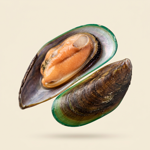 Green Lipped Mussel